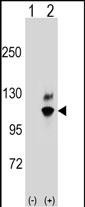 1 - GNL2 Antibody (N-term) AP16458a