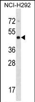 1 - CYTH4 Antibody (C-term) AP16507b
