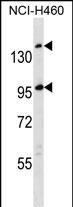 1 - SSC5D Antibody (Center) AP16565C