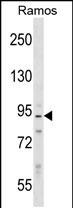 1 - PPP1R9B Antibody (N-term) AP16585a