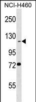 1 - BEND3 Antibody (C-term) AP16612b