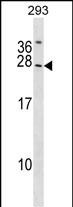 1 - SYNGR2 Antibody (N-term) AP16618a
