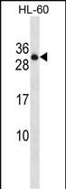 1 - PTPRCAP Antibody (Center) AP16634c