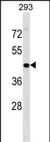 1 - GPN1 Antibody (C-term) AP16654b