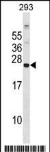 1 - GPX8 Antibody (C-term) AP16753b