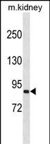 1 - SEMA4A Antibody (N-term) AP16778a