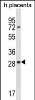 1 - EAN57 Antibody (N-term) AP16780a