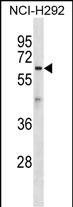 1 - ATL1 Antibody (C-term) AP16799b