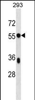1 - BSDC1 Antibody (C-term) AP16839b
