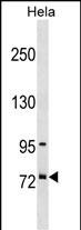 1 - SF4 Antibody (Center) AP16842c