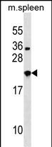 1 - NXPH3 Antibody (N-term) AP16892a