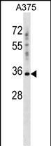 1 - PSG2 Antibody (C-term) AP16905b