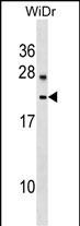 1 - LYZL6 Antibody (Center) AP16919c