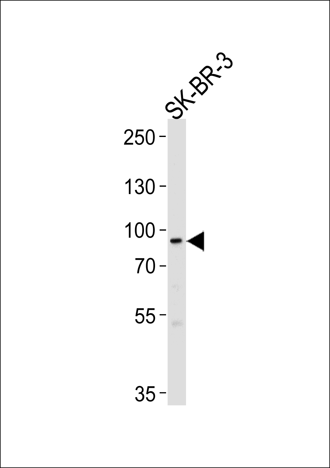 1 - MTIF2 Antibody (N-term) AP16956a