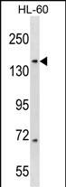1 - RIMBP3 Antibody (N-term) AP16969a