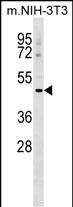 1 - MSR1 Antibody (C-term) AP17001B