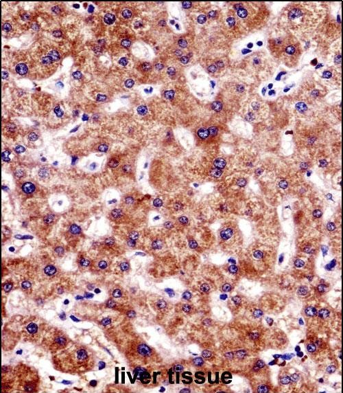 14 - BCL7B Antibody (C-term) AP17168b