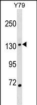 1 - SALL1 Antibody (N-term) AP17204A