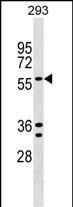 1 - TRAFD1 Antibody (C-term) AP17218b