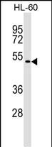 1 - GSG1 Antibody (C-term) AP17263b