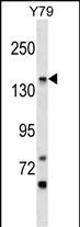 1 - PIGO Antibody (C-term) AP17269b