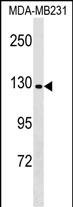 1 - CNTNAP4 Antibody (C-term) AP17276b
