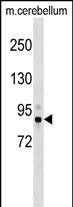 1 - Mouse Tbk1 Antibody (N-term) AP17321a