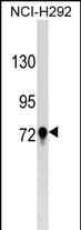 1 - TGM3 Antibody (C-term) AP17540b