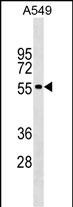 1 - GLDN Antibody (Center) AP17551c