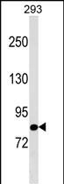 1 - TBC1D10B Antibody (C-term) AP17678b