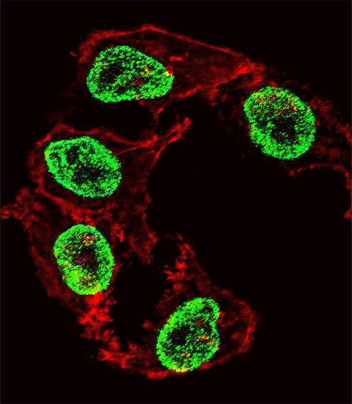 3 - ARGFX Antibody (Center) AP17681C