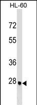 1 - ARGFX Antibody (Center) AP17681C
