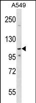 1 - PHF20L1 Antibody (C-term) AP17708b