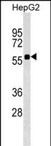 1 - SRCRB4D Antibody (Center) AP17857c