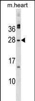 1 - MSC Antibody (C-term) AP17919B
