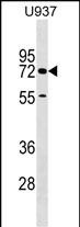1 - CERCAM Antibody (C-term) AP17925b