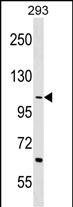 1 - TEX2 Antibody (Center) AP17935c