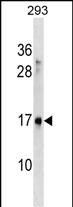 1 - SYS1 Antibody (C-term) AP17982b