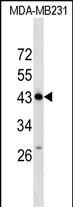 1 - ZNF550 Antibody (N-term) AP17984a
