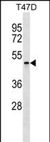 1 - APOBEC4 Antibody (Center) AP18000c
