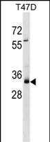 1 - MYEOV Antibody (Center) AP18014C