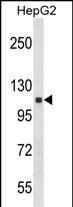 1 - ANKRD18A Antibody (N-term) AP18045a