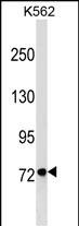 1 - GPRIN3 Antibody (Center) AP18047c