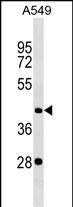 1 - GOLGA8E Antibody (N-term) AP18049a
