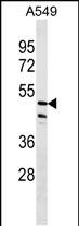 1 - ZNF708 Antibody (N-term) AP18079a