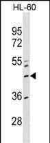 1 - ZNF589 Antibody (Center) AP18083c