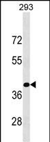 1 - KLF15 Antibody (C-term) AP18136b