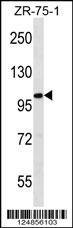 1 - FIL1L Antibody (N-term) AP18152a