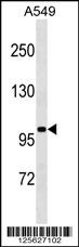1 - SLN13 Antibody (C-term) AP18165b
