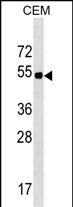 1 - ELL3 Antibody (C-term) AP18266b